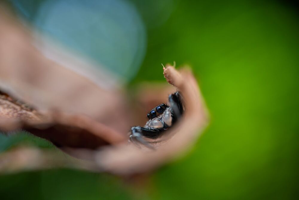 Jumping spider (2)