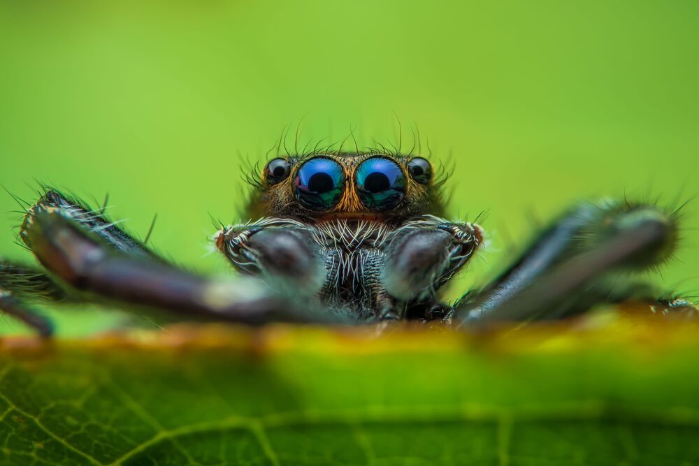Jumping spider (3)