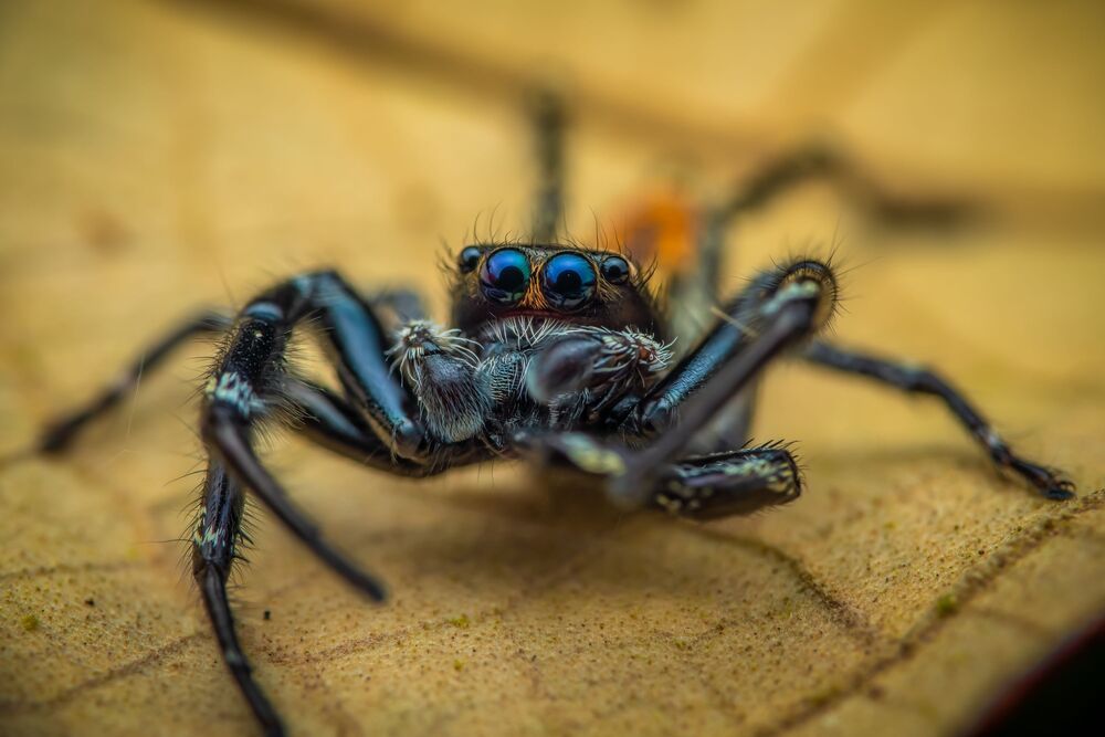 Jumping spider (4)
