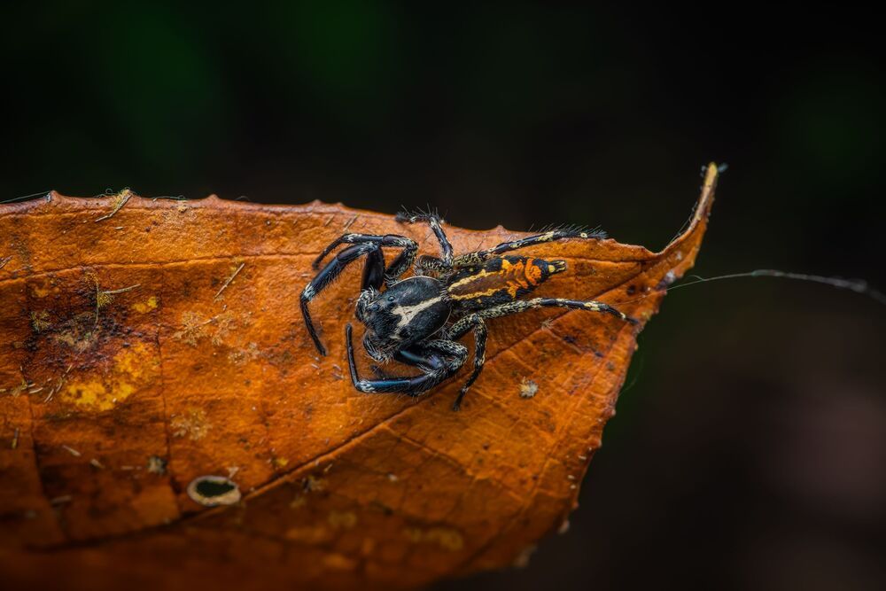 Jumping spider (5)