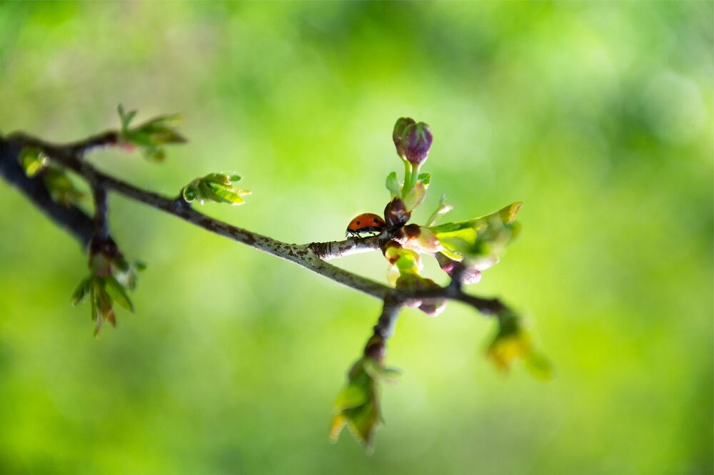Natural beauties of Serbia (7)