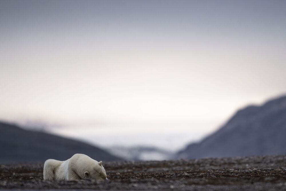 Polar Bears summer life (3)