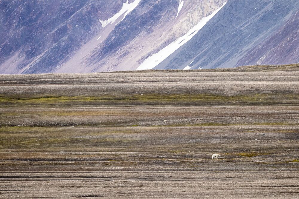 Polar Bears summer life (4)