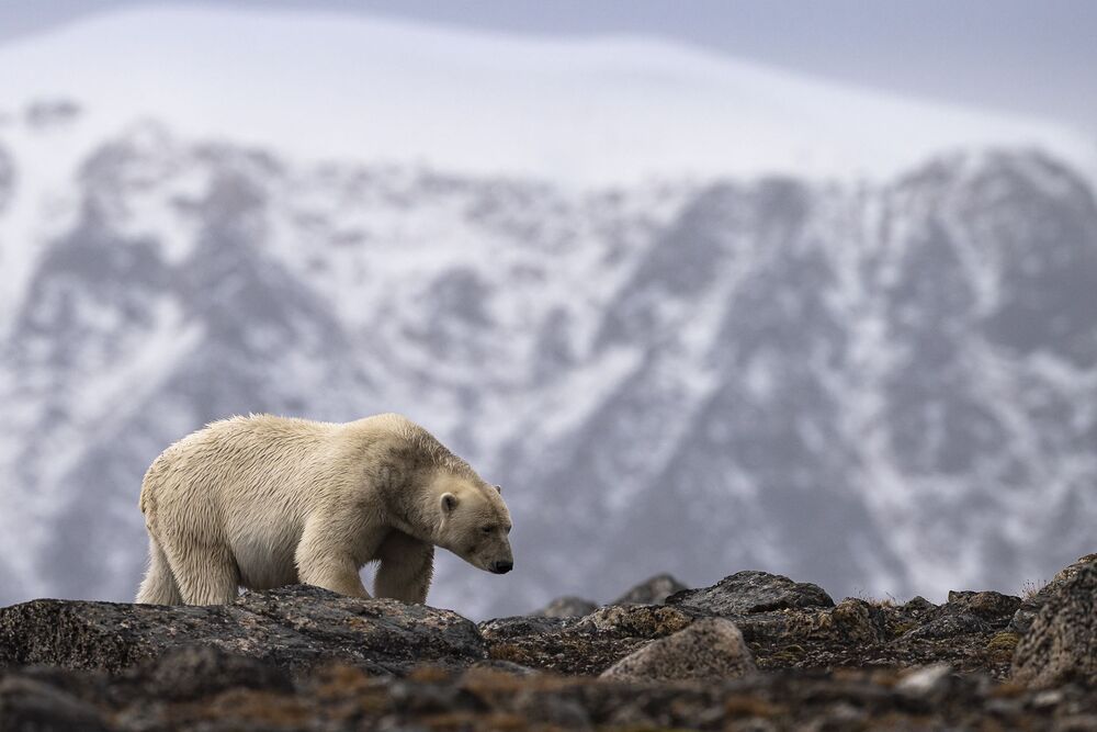 Polar Bears summer life (5)
