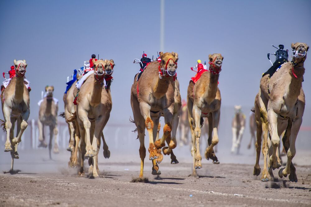 Vibrant camels about to cinch the victory (2)