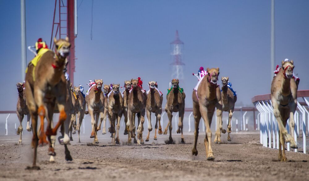 Vibrant camels about to cinch the victory (3)