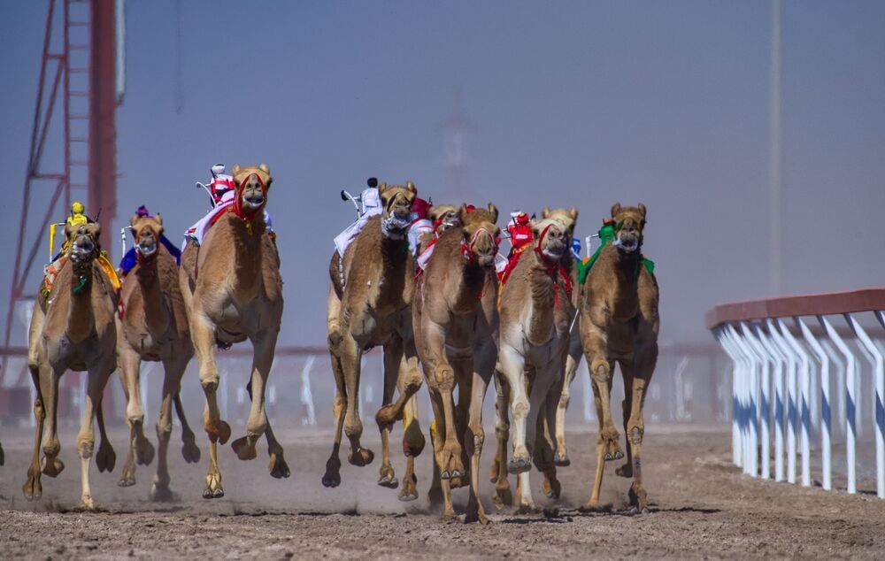 Vibrant camels about to cinch the victory (4)