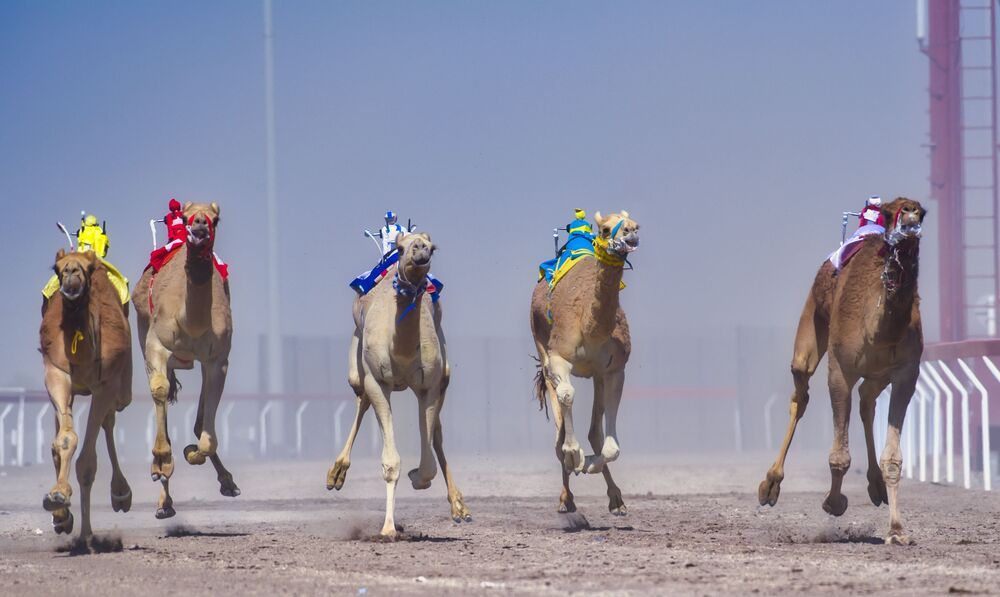 Vibrant camels about to cinch the victory (5)
