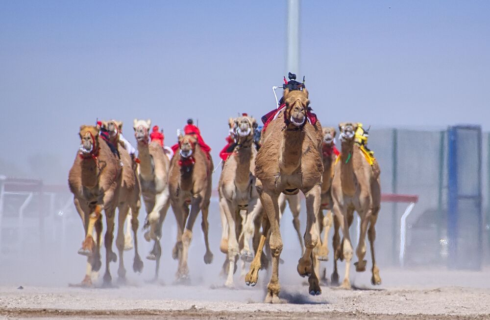 Vibrant camels about to cinch the victory (6)