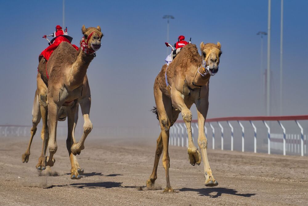 Vibrant camels about to cinch the victory (7)