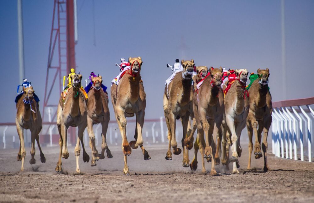 Vibrant camels about to cinch the victory (8)