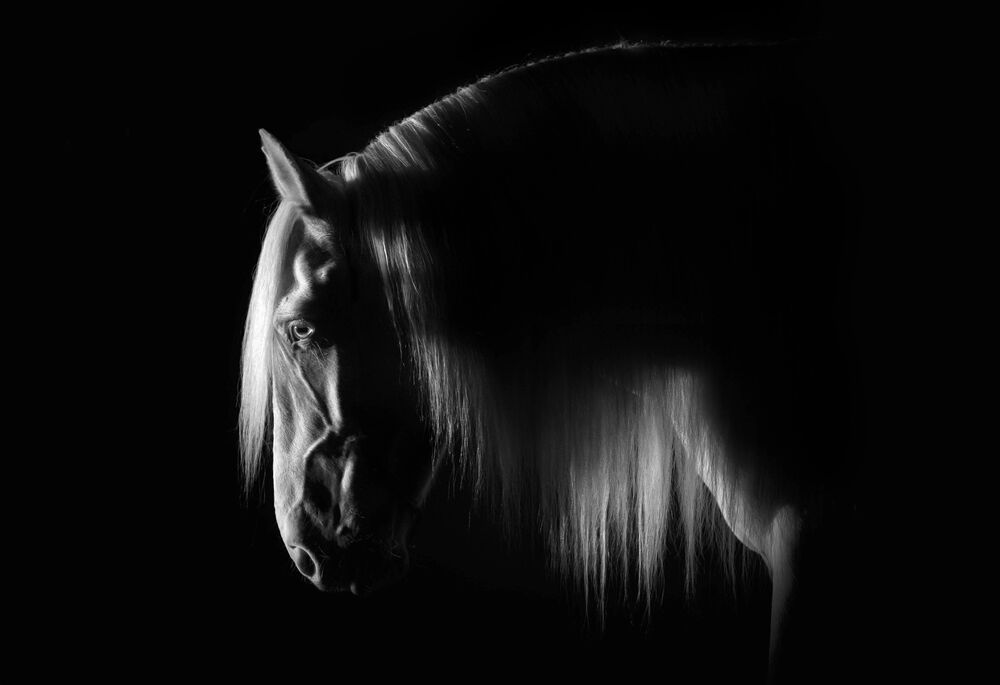 From the shadows (2)