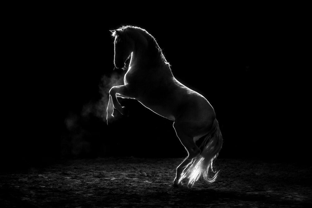 From the shadows (8)