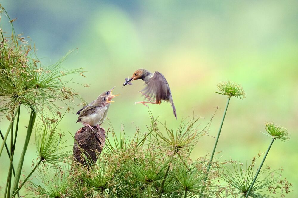 Affection (5)