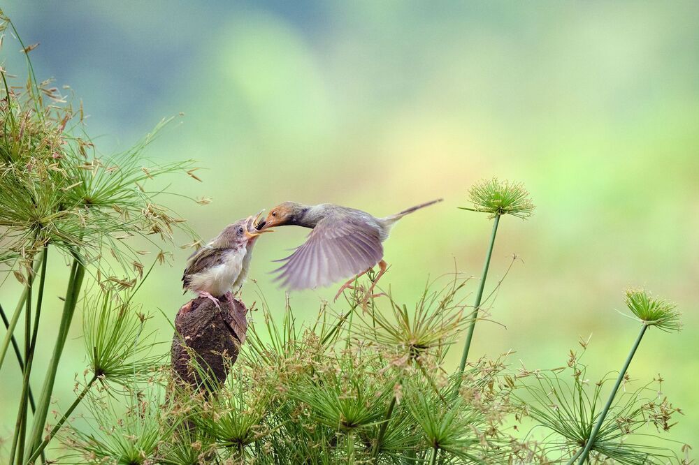Affection (6)