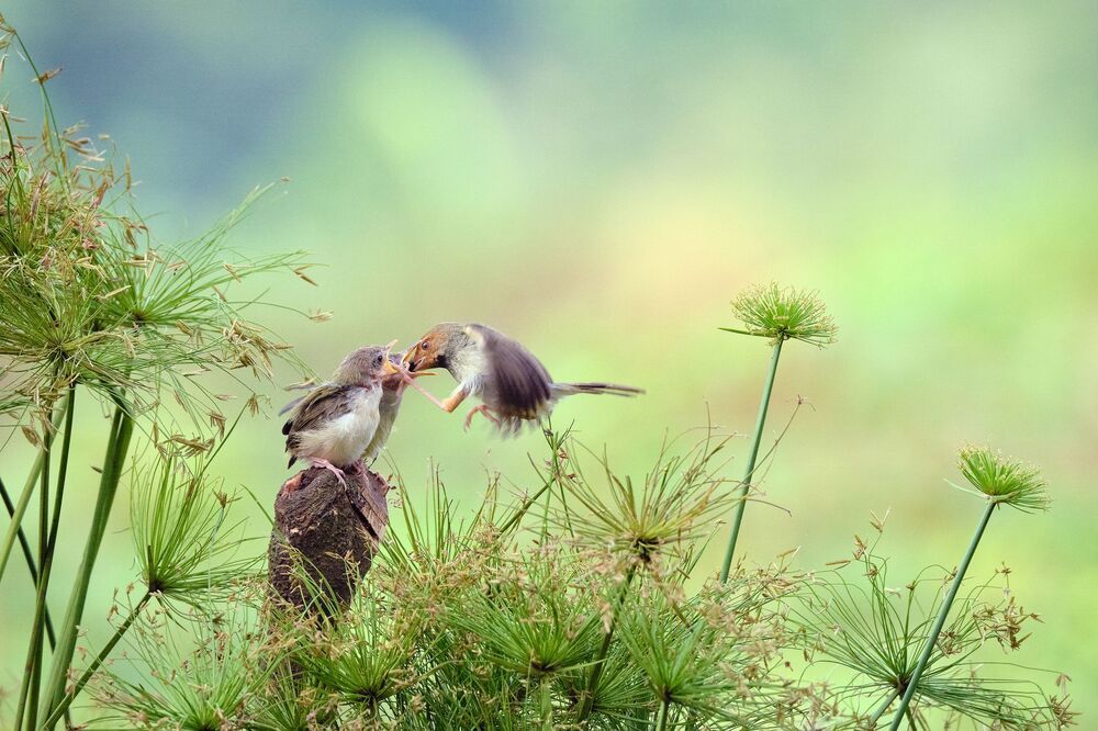Affection (7)