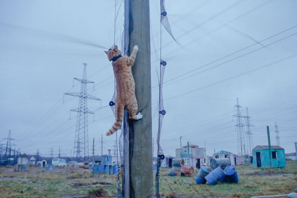 Street animals (3)
