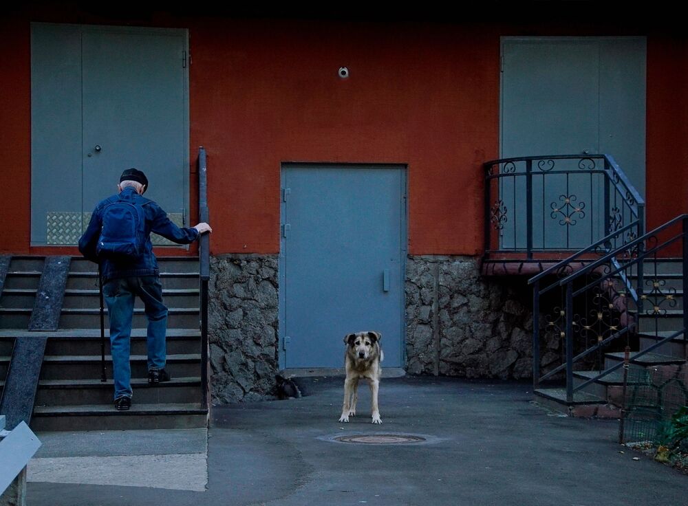 Street animals (4)