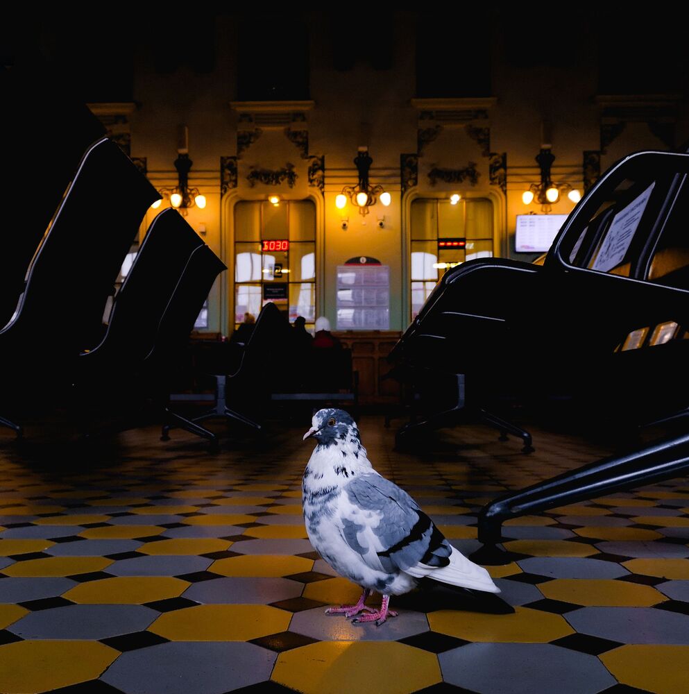 Street animals (5)