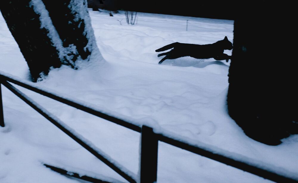 Street animals (6)