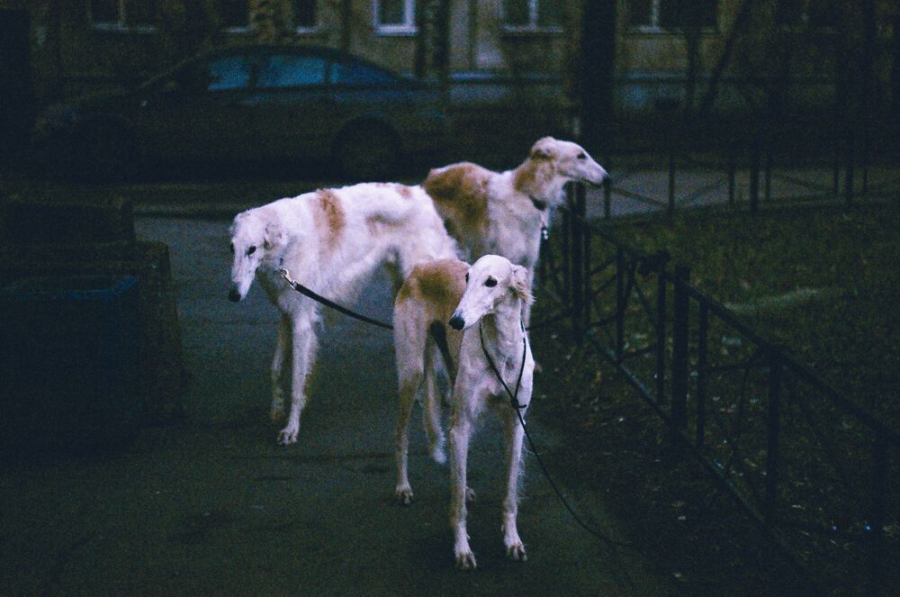 Street animals (7)