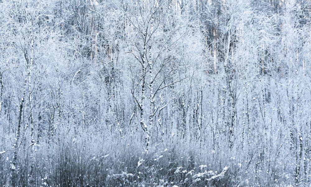 Birches / Березы (11)