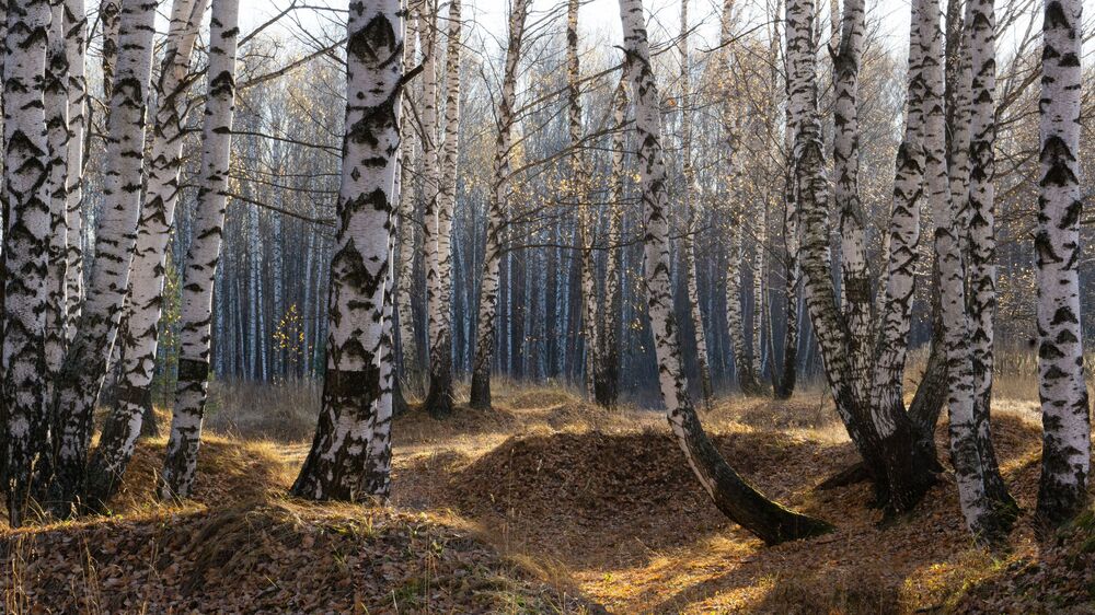 Birches / Березы (10)