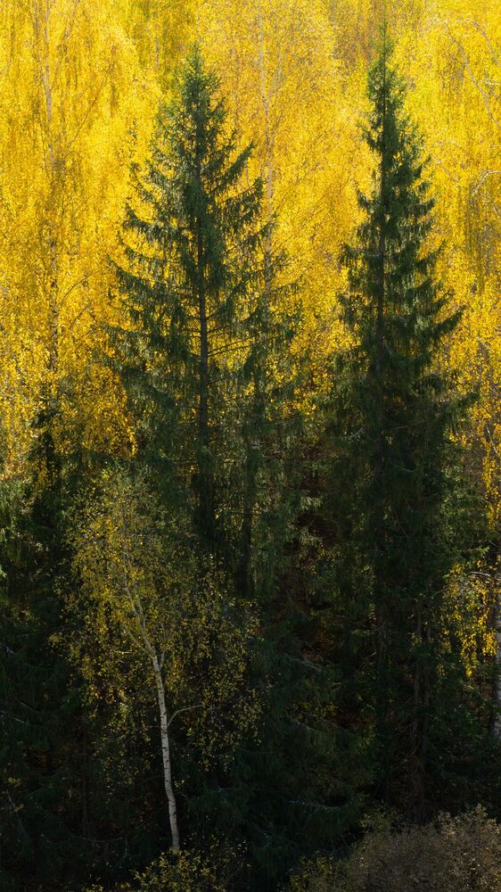 Birches / Березы (9)