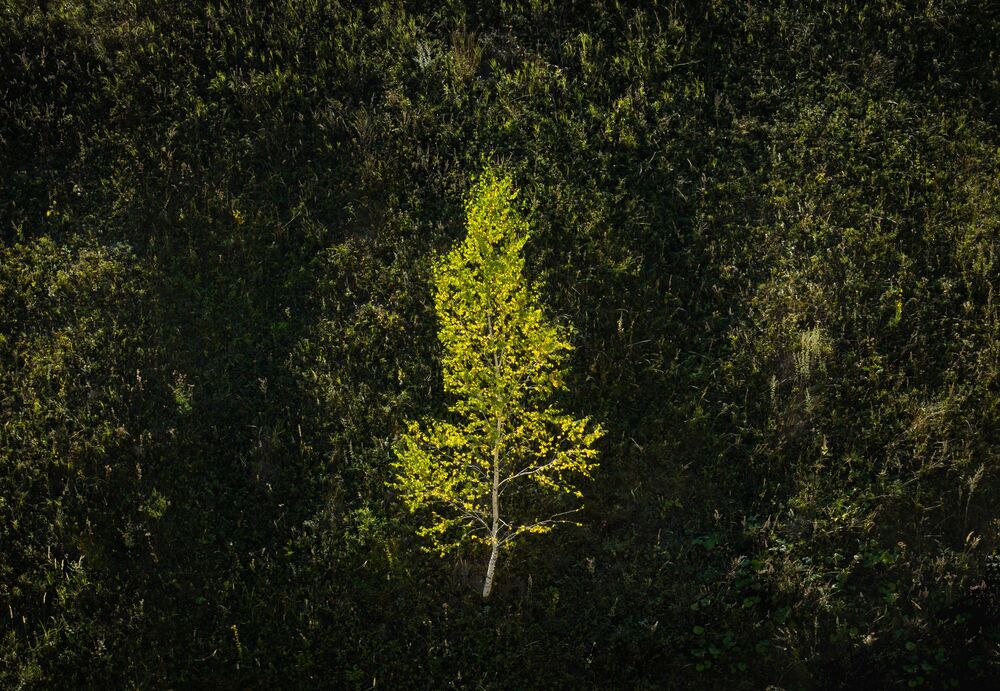 Birches / Березы (8)