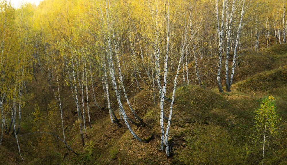 Birches / Березы (7)