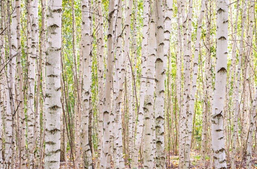 Birches / Березы (6)