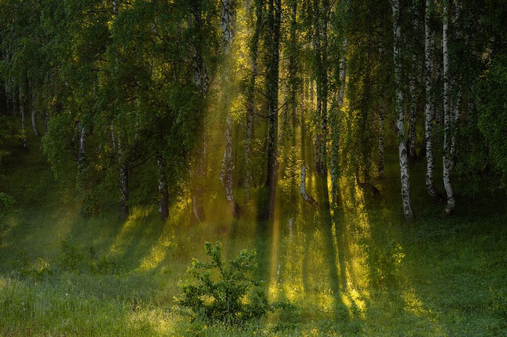 Birches / Березы (5)