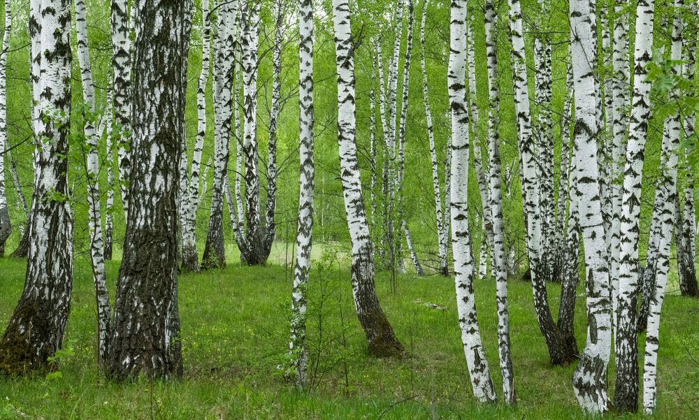 Birches / Березы (4)