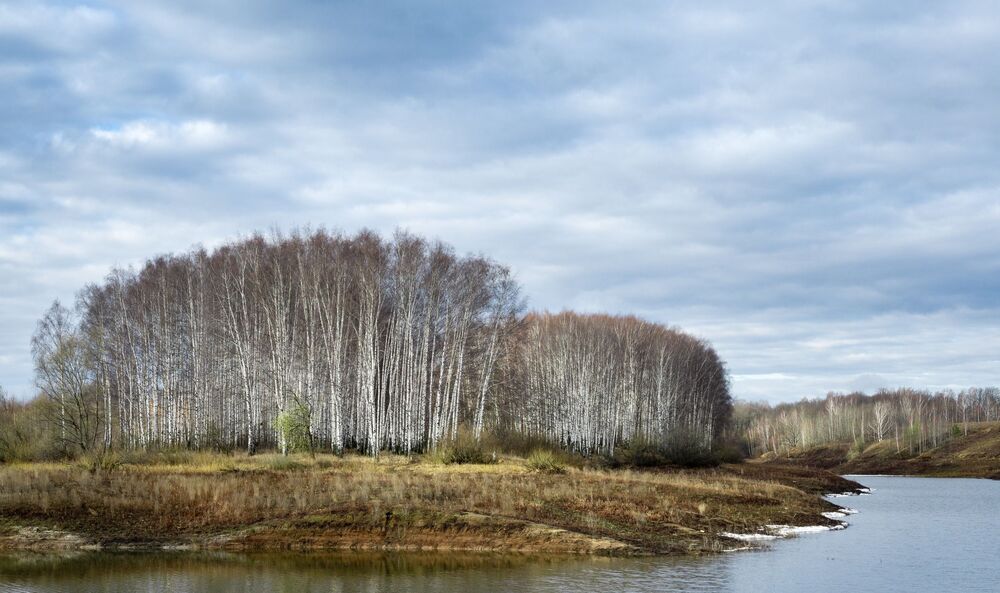 Birches / Березы (3)