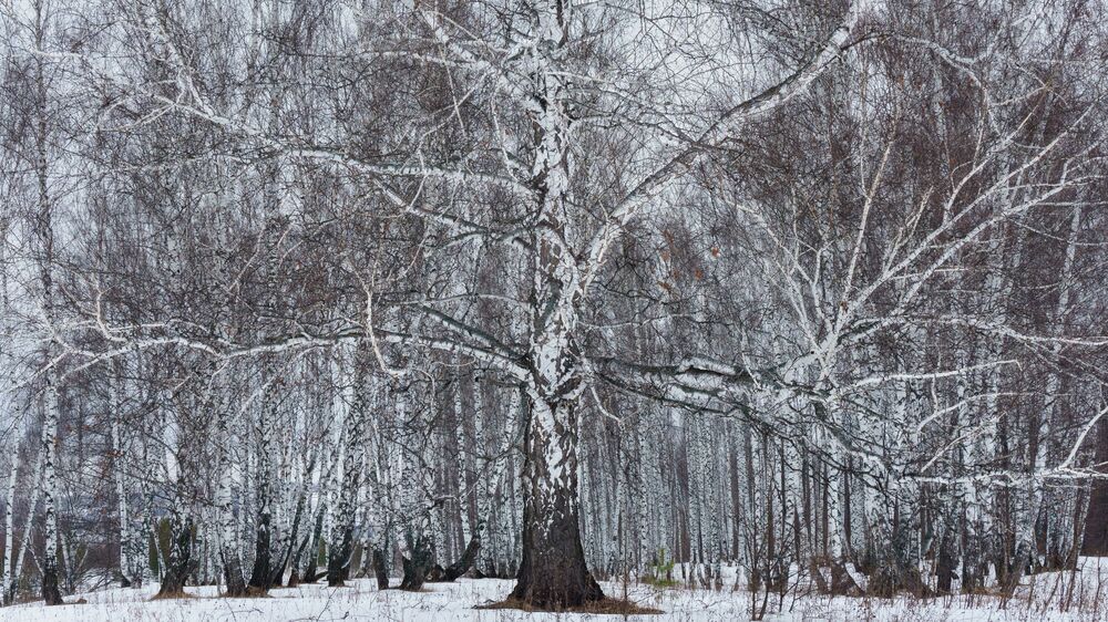 Birches / Березы (2)