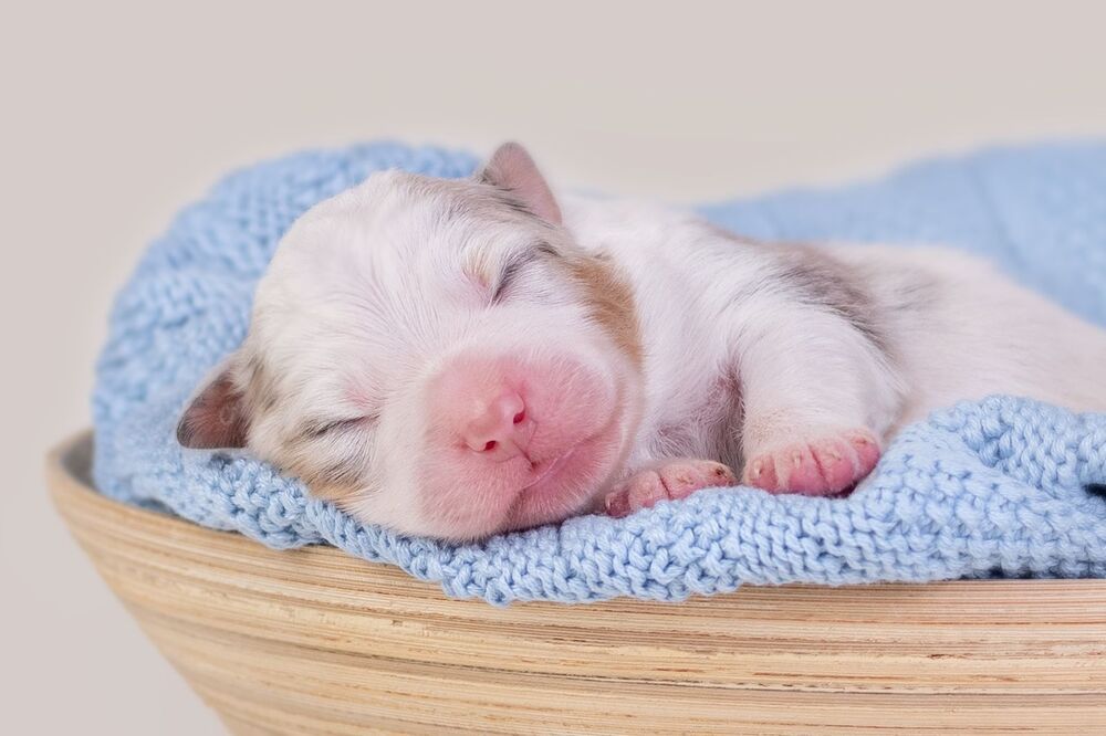 australian  shepherds (3)