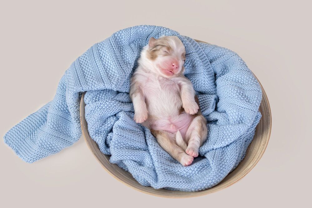 australian  shepherds (4)