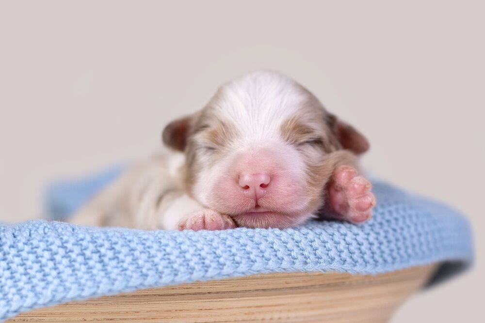 australian  shepherds (5)