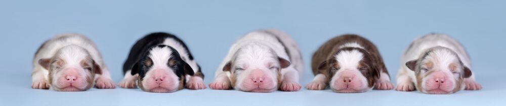 australian  shepherds (6)