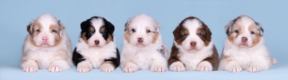 australian  shepherds (7)