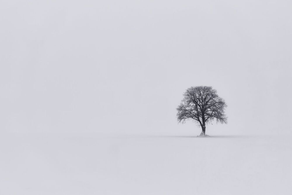 Winter Trees (2)