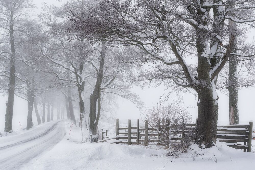 Winter Trees (3)