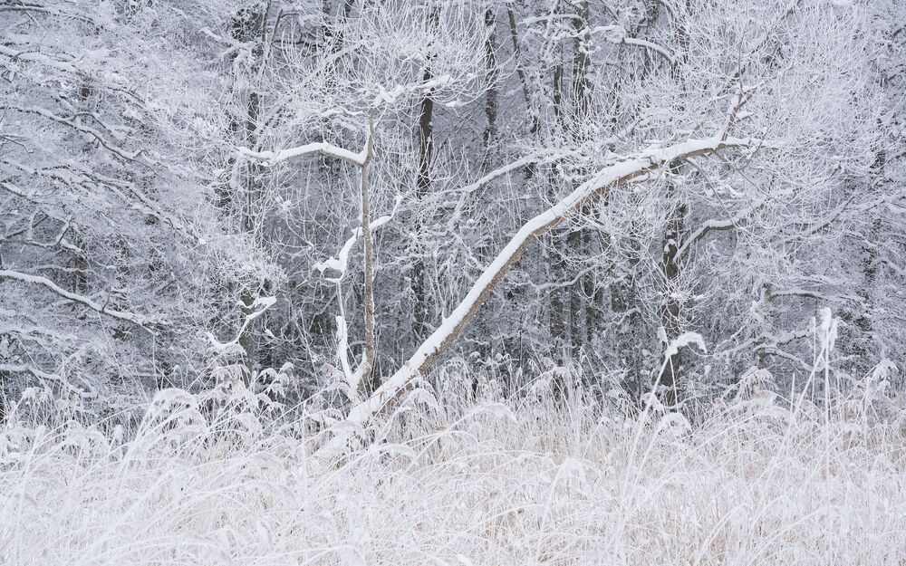 Winter Trees (5)