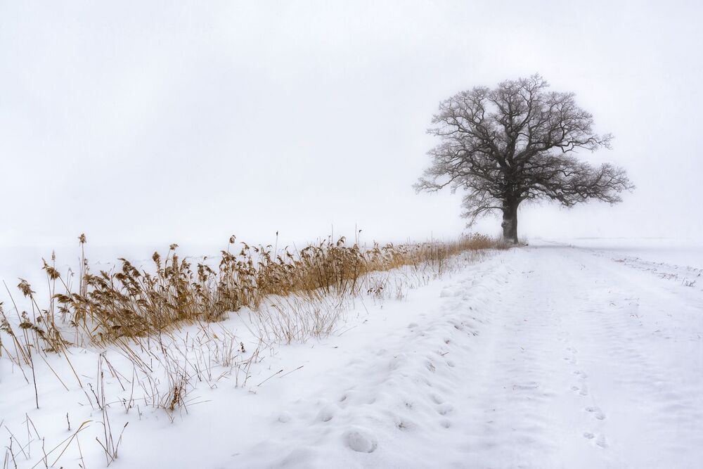 Winter Trees (6)