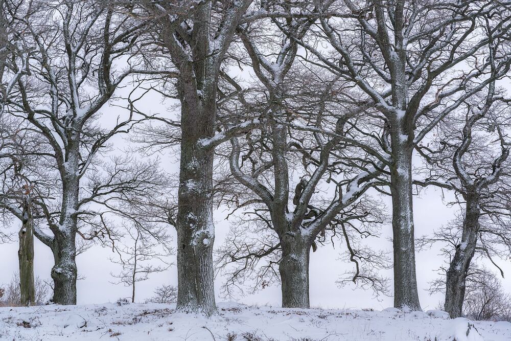 Winter Trees (7)