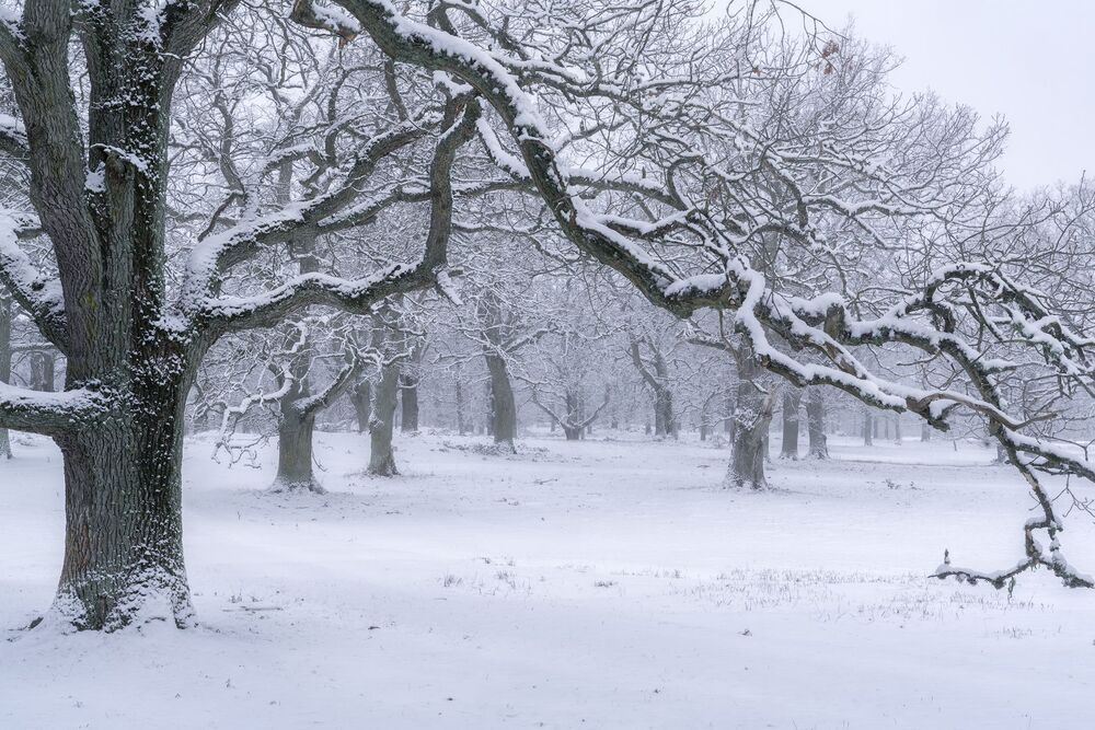 Winter Trees (8)