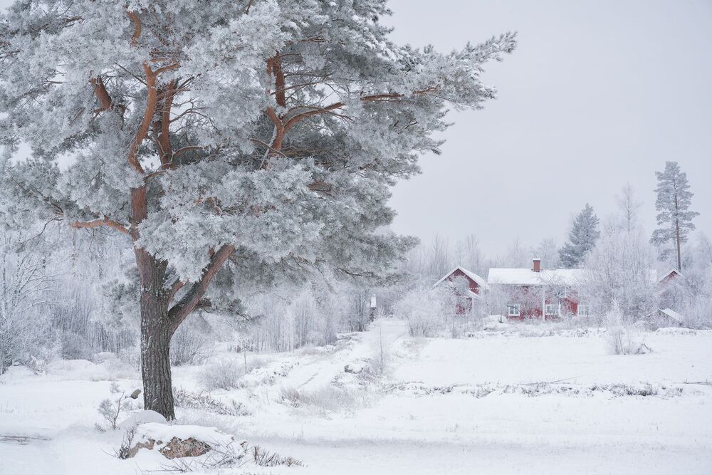 Winter Trees (9)