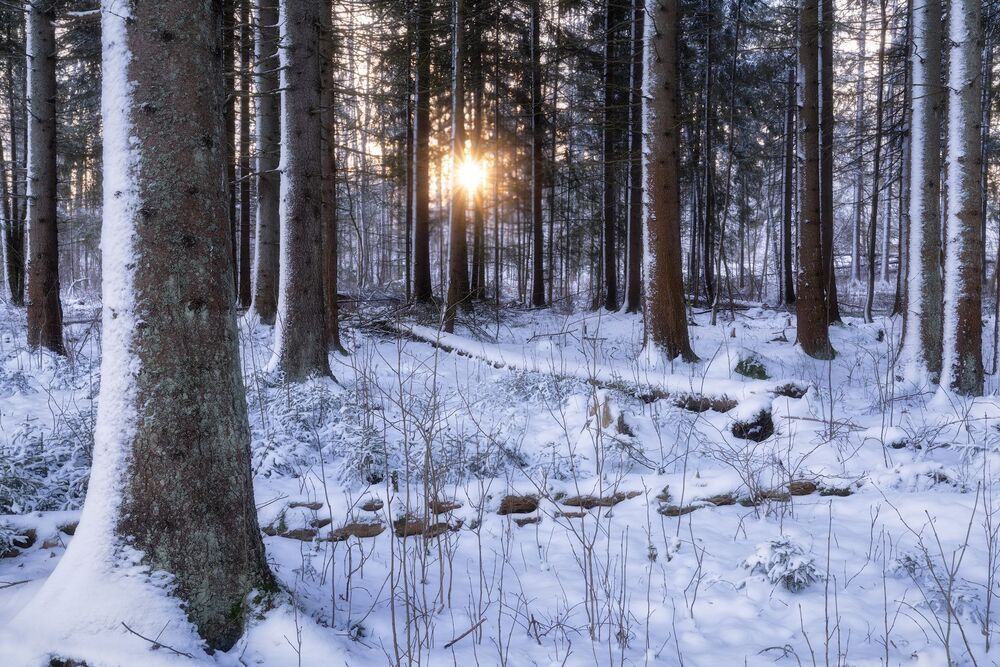 Winter Trees (10)