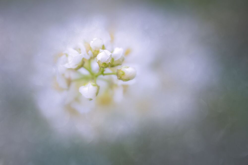 Spring  Flowers (2)