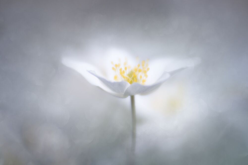 Spring  Flowers (3)